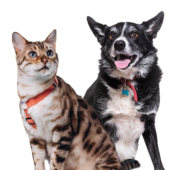 Clínica Veterinaria Guayaquil Ecuador - Mmmascotas Dr. Mauricio Jaramillo